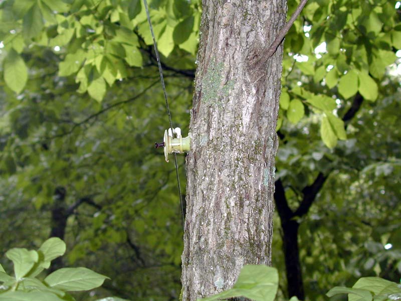 Beverage antenna insulator tree